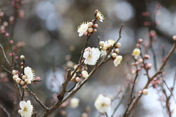 Canon EOS 40D + EF100mm F2.8 MACRO USM ISO400 1/160sec.