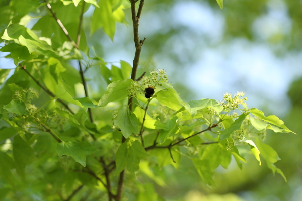 Canon EOS 40D + EF100mm F2.8 MACRO USM ISO400 1/1250sec.