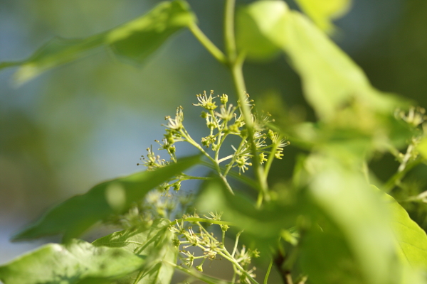 Canon EOS 40D + EF100mm F2.8 MACRO USM ISO400 1/2000sec.