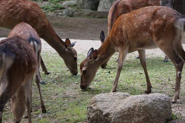 Canon EOS 40D + SIGMA18-200mm F5.6 ISO400 1/125sec.