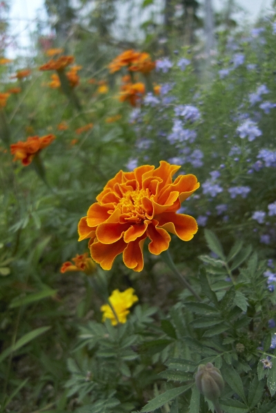 アイユウの苑 LEICA D-LUX 4 F2 ISO100 1/1300sec