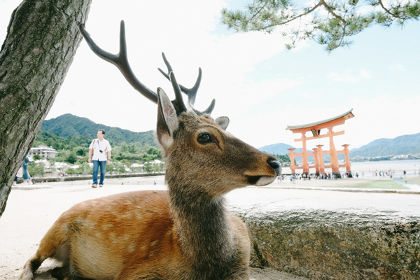 厳島神社・宮島・宮島大聖院・宮島珈琲・Sarasvati