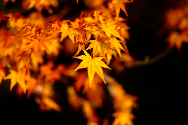 史跡・高杉晋作墓所花の寺・東行庵