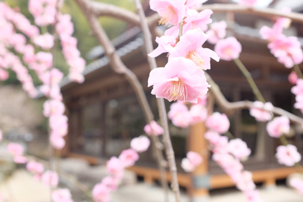 合馬茶屋・合馬観光たけのこ園