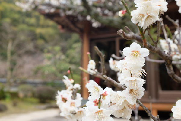 合馬茶屋・合馬観光たけのこ園