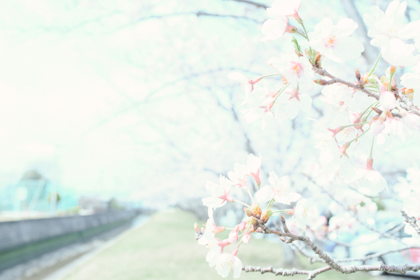 桜・BMW Z4