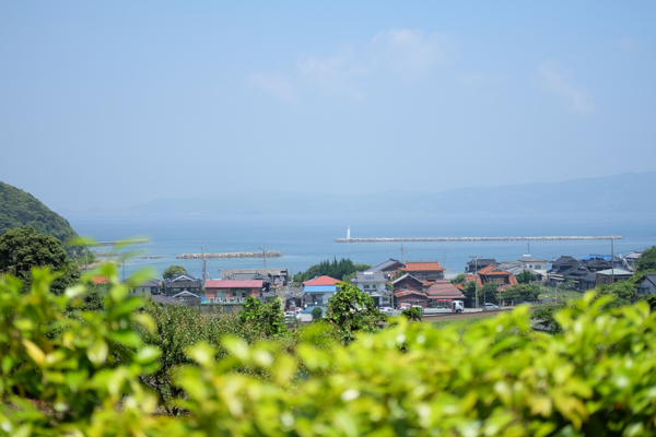 だるま堂青海苔羊羹