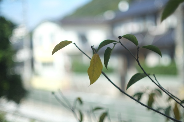 CANON FD 50mmF1.4・Canon FTb