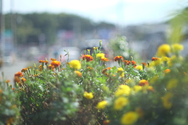 CANON FD 50mmF1.4・Canon FTb