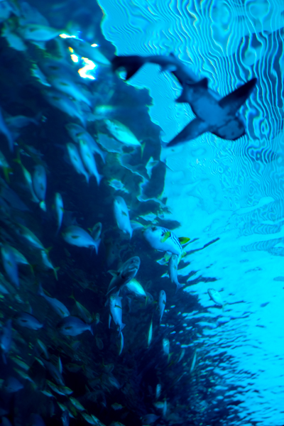 ひとモノコトつながるデザインプロジェクト・市立しものせき水族館「海響館」