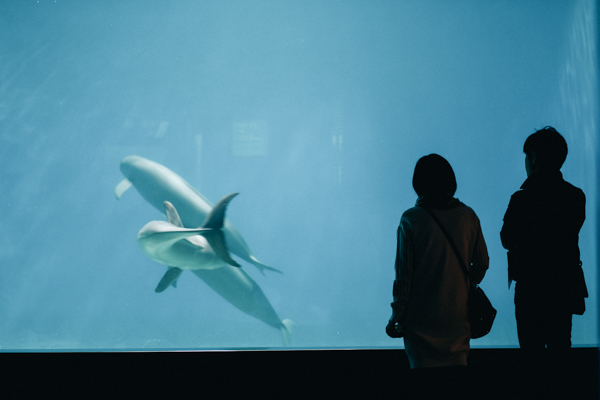 ひとモノコトつながるデザインプロジェクト・市立しものせき水族館「海響館」