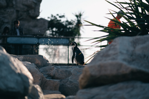 ひとモノコトつながるデザインプロジェクト・市立しものせき水族館「海響館」