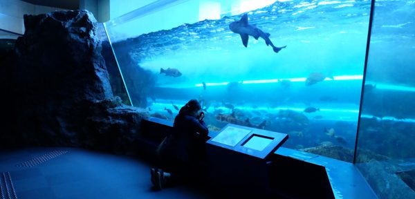 ひとモノコトつながるデザインプロジェクト・市立しものせき水族館「海響館」