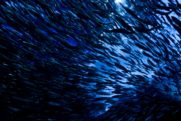 ひとモノコトつながるデザインプロジェクト・市立しものせき水族館「海響館」