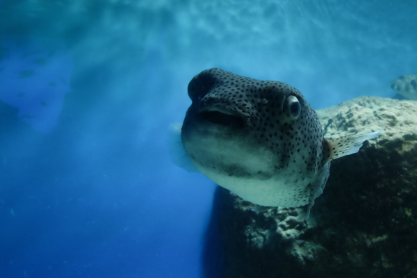 ひとモノコトつながるデザインプロジェクト・市立しものせき水族館「海響館」