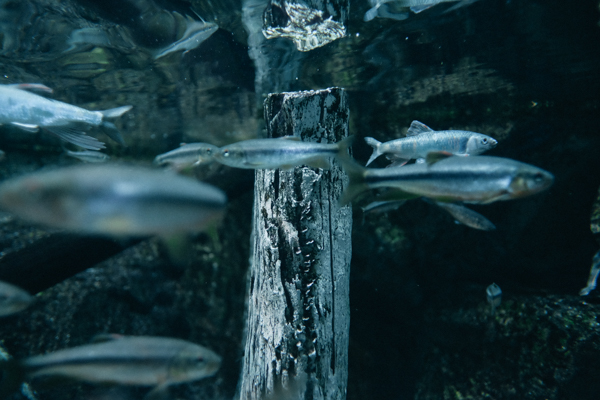 ひとモノコトつながるデザインプロジェクト・市立しものせき水族館「海響館」