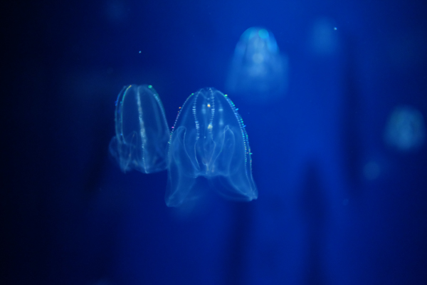 ひとモノコトつながるデザインプロジェクト・市立しものせき水族館「海響館」