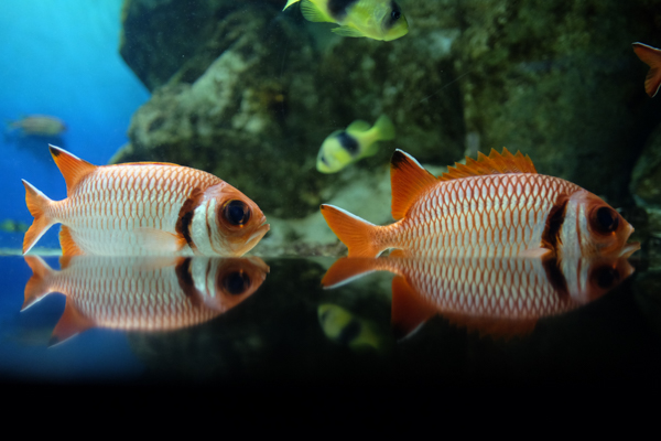 ひとモノコトつながるデザインプロジェクト・市立しものせき水族館「海響館」