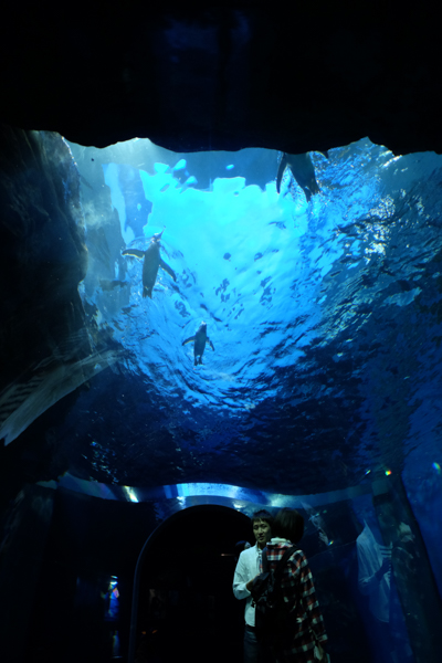 ひとモノコトつながるデザインプロジェクト・市立しものせき水族館「海響館」