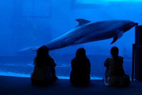 ひとモノコトつながるデザインプロジェクト・市立しものせき水族館「海響館」