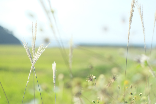 ヘリオス HELIOS44-2 M42マウント58mmF2.0・FUJIFILM X-Pro1