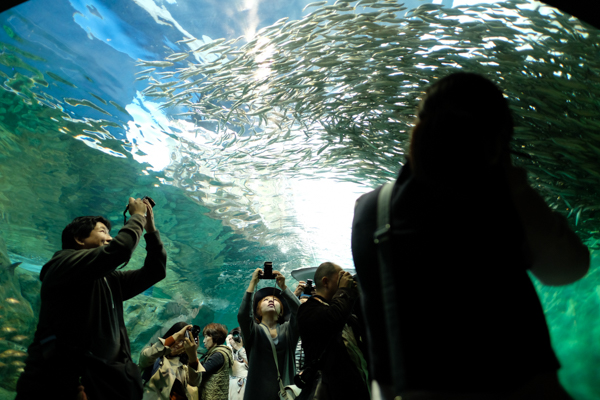 ひとモノコトつながるデザインプロジェクト・市立しものせき水族館「海響館」・ヨロズカフェ・ものばんく