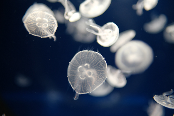 ひとモノコトつながるデザインプロジェクト・市立しものせき水族館「海響館」・ヨロズカフェ・ものばんく