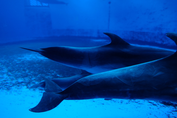 ひとモノコトつながるデザインプロジェクト・市立しものせき水族館「海響館」・ヨロズカフェ・ものばんく