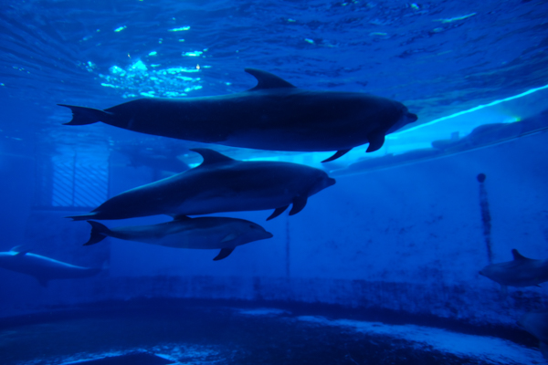 ひとモノコトつながるデザインプロジェクト・市立しものせき水族館「海響館」・ヨロズカフェ・ものばんく