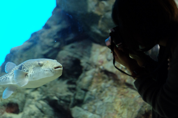 ひとモノコトつながるデザインプロジェクト・市立しものせき水族館「海響館」・ヨロズカフェ・ものばんく