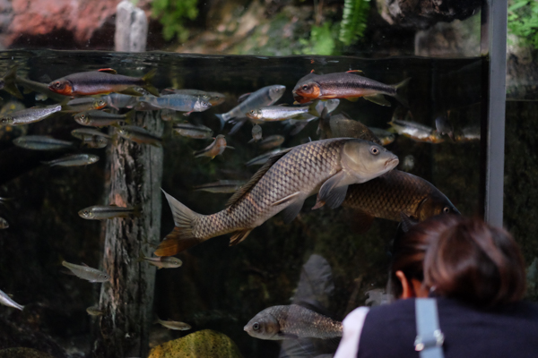 ひとモノコトつながるデザインプロジェクト・市立しものせき水族館「海響館」・ヨロズカフェ・ものばんく