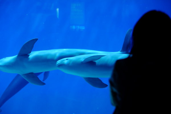 ひとモノコトつながるデザインプロジェクト・市立しものせき水族館「海響館」・ヨロズカフェ・ものばんく