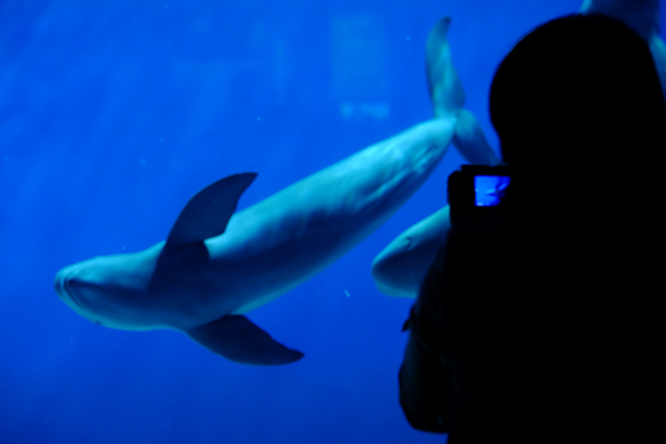 ひとモノコトつながるデザインプロジェクト・市立しものせき水族館「海響館」・ヨロズカフェ・ものばんく