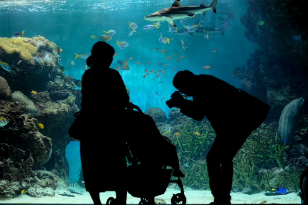 ひとモノコトつながるデザインプロジェクト・市立しものせき水族館「海響館」・ヨロズカフェ・ものばんく