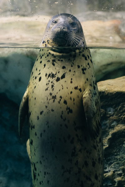 ひとモノコトつながるデザインプロジェクト・市立しものせき水族館「海響館」・ヨロズカフェ・ものばんく