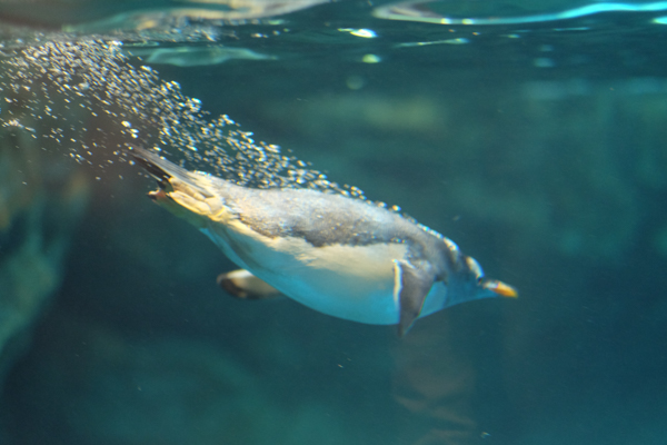 ひとモノコトつながるデザインプロジェクト・市立しものせき水族館「海響館」・ヨロズカフェ・ものばんく