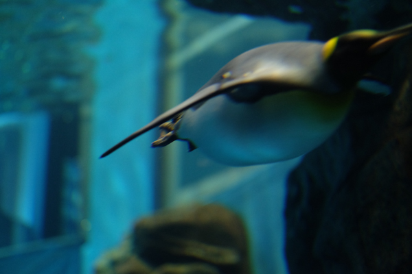 ひとモノコトつながるデザインプロジェクト・市立しものせき水族館「海響館」・ヨロズカフェ・ものばんく