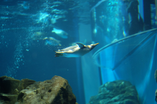 ひとモノコトつながるデザインプロジェクト・市立しものせき水族館「海響館」・ヨロズカフェ・ものばんく