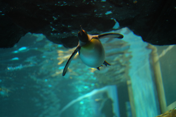 ひとモノコトつながるデザインプロジェクト・市立しものせき水族館「海響館」・ヨロズカフェ・ものばんく
