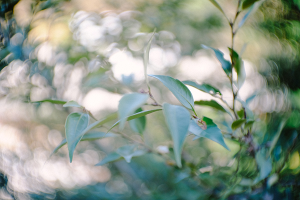 FUJIAN 35mm F/1.7 CCTV Cマウントレンズ （ ブラック ）