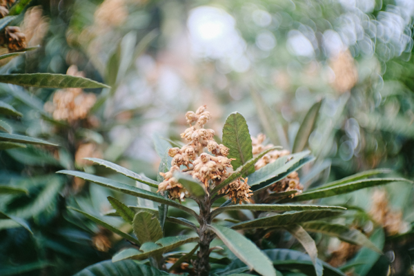 FUJIAN 35mm F/1.7 CCTV Cマウントレンズ （ シルバー ）