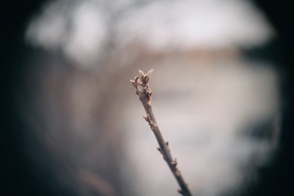 サインソニック CCTV Cマウントレンズ 50mm F1.4