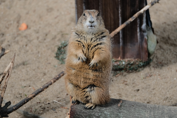 周南市徳山動物園