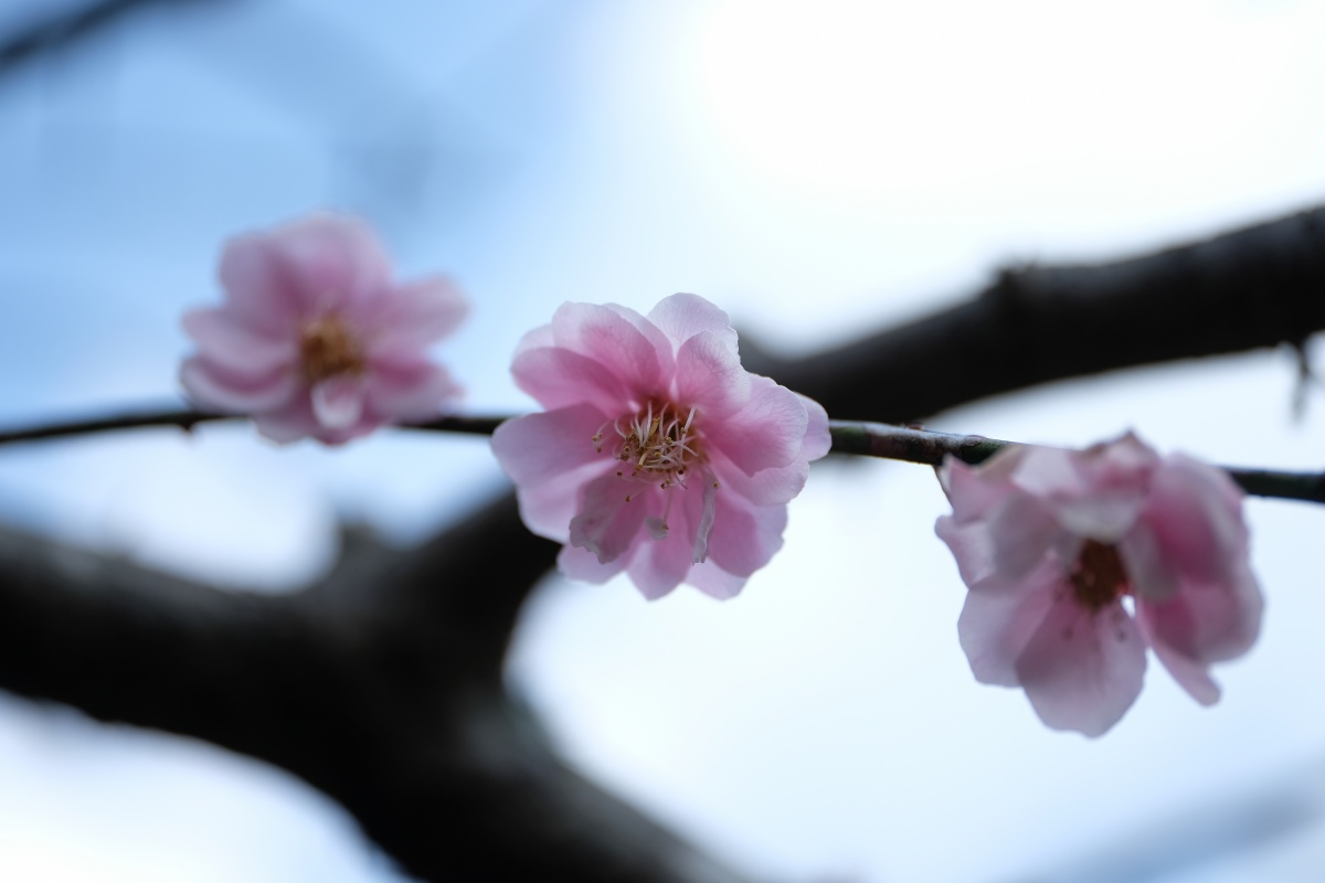 今年はお客様と合馬の筍堪能しました