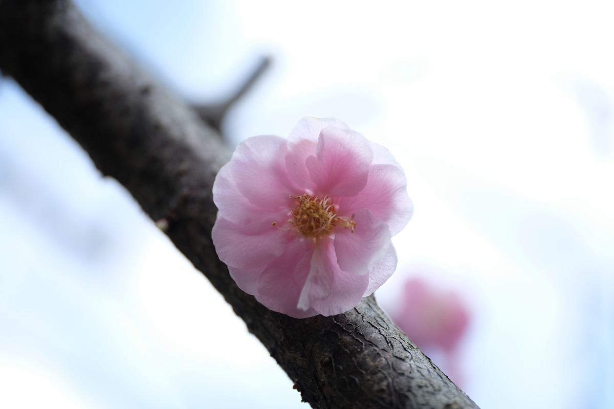 今年はお客様と合馬の筍堪能しました