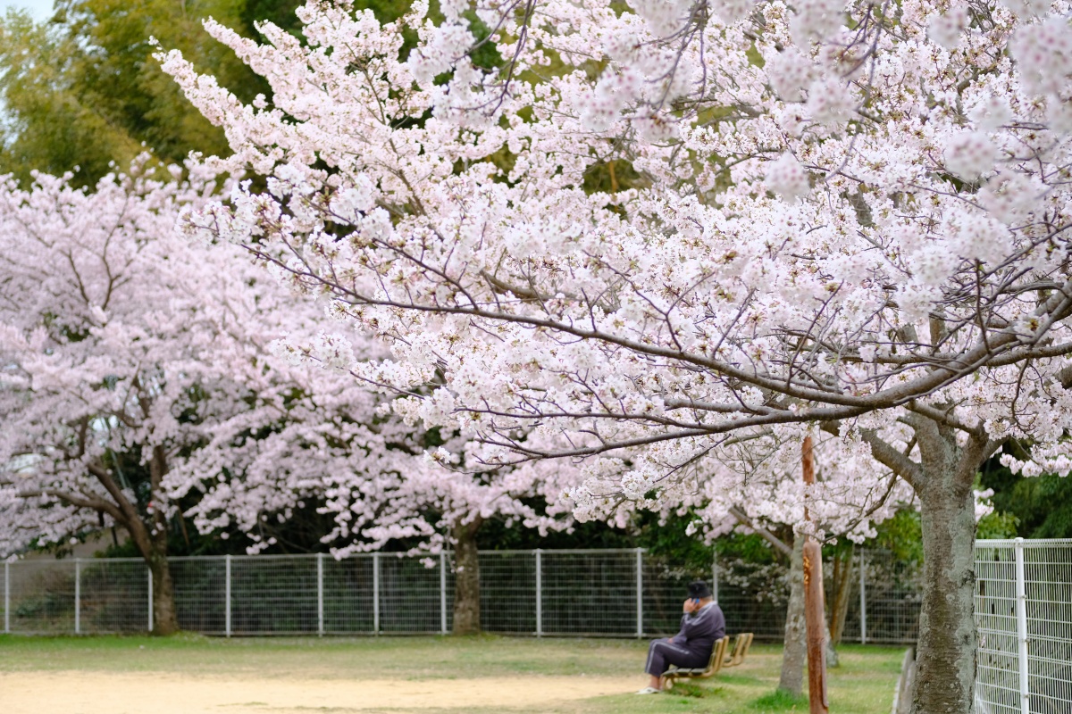 私にしか撮れないさくらの写真は難しい