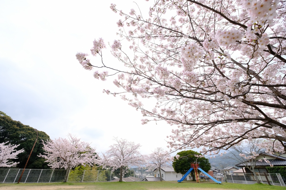 私にしか撮れないさくらの写真は難しい