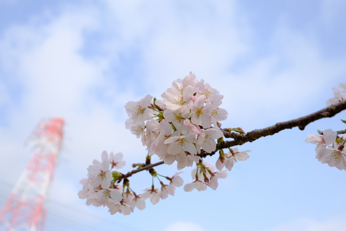 私にしか撮れないさくらの写真は難しい