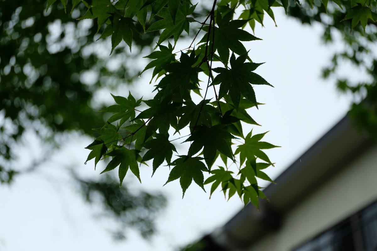 由布岳を借景にする「夢想園」由布院盆地の中心から少し離れた高台に位置し、園内に3棟からなるそれぞれの趣の異なった客室がある