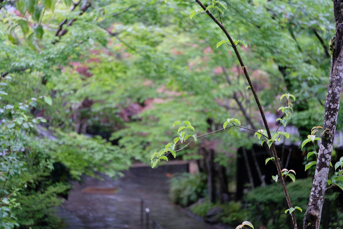 由布岳を借景にする「夢想園」由布院盆地の中心から少し離れた高台に位置し、園内に3棟からなるそれぞれの趣の異なった客室がある